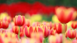 Field of tulips