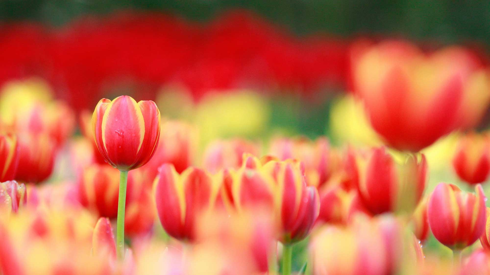Field of tulips