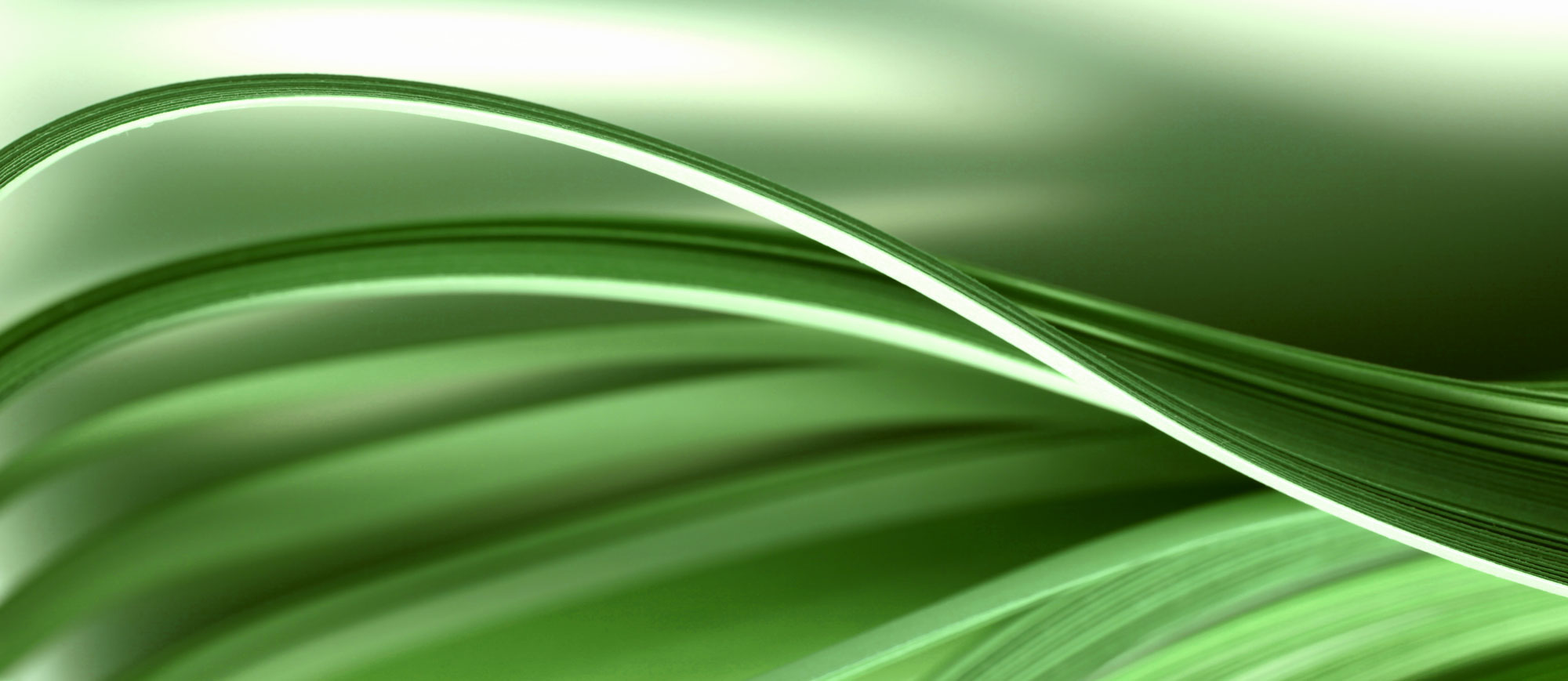 Abstract Green Waves flowing in smooth, layered curves with a soft gradient background, creating a modern and organic visual effect.